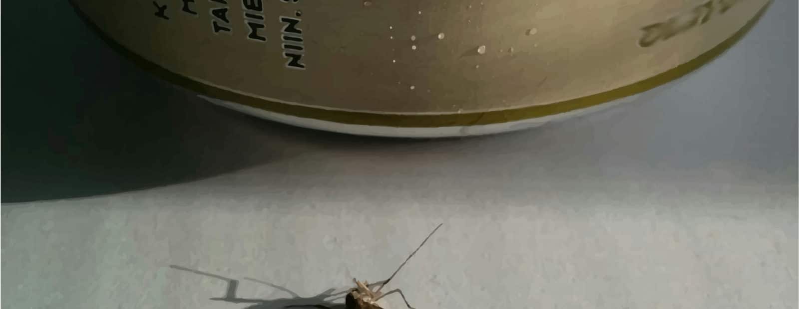 Kuollut hyttynen pöydällä