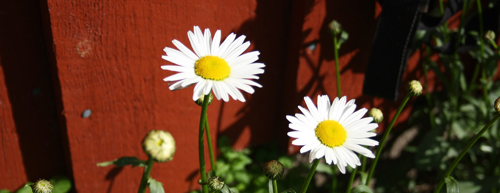 Kaksi kukkaa auringossa
