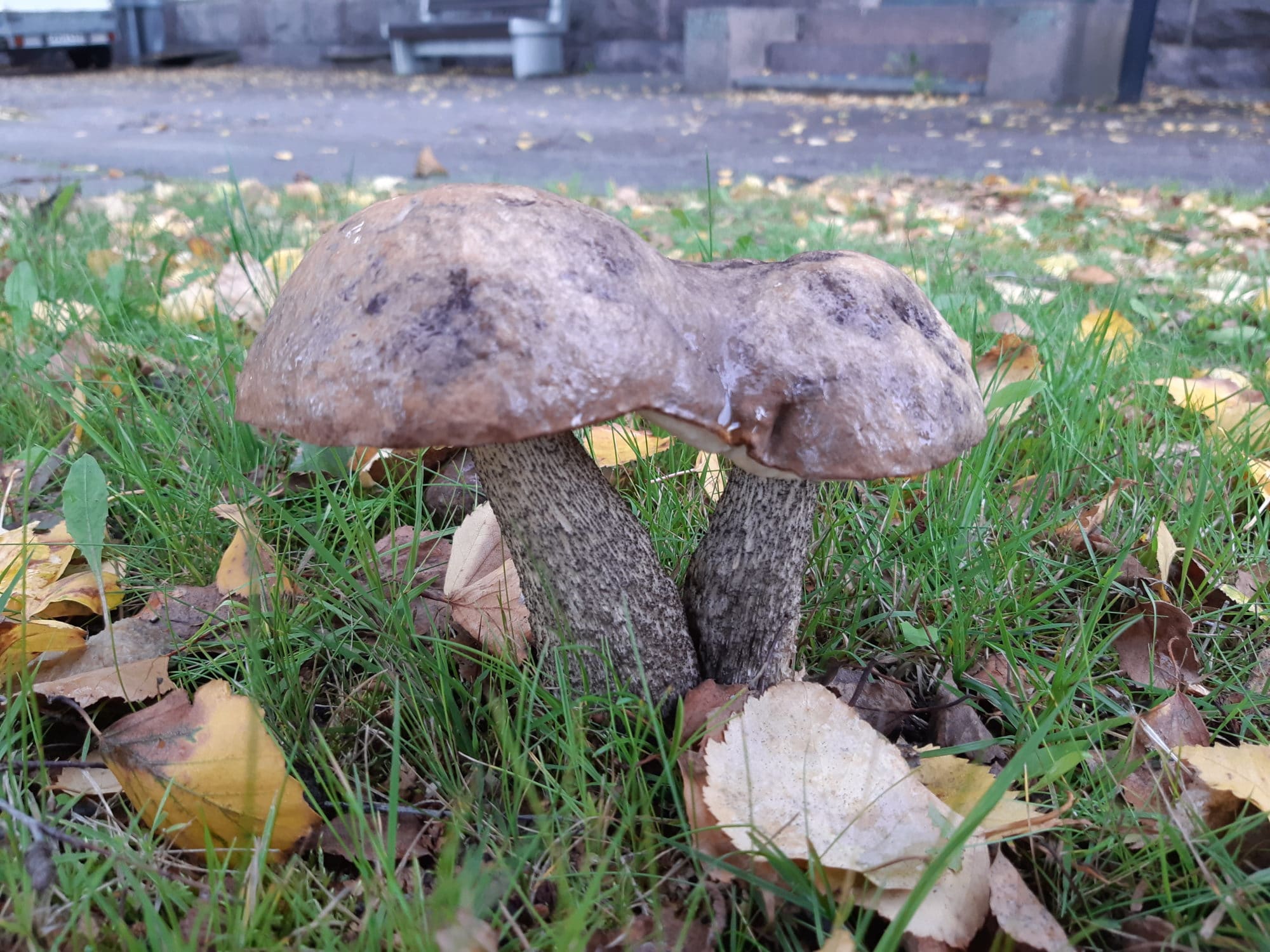 kaksi yhteen kasvannutta sientä