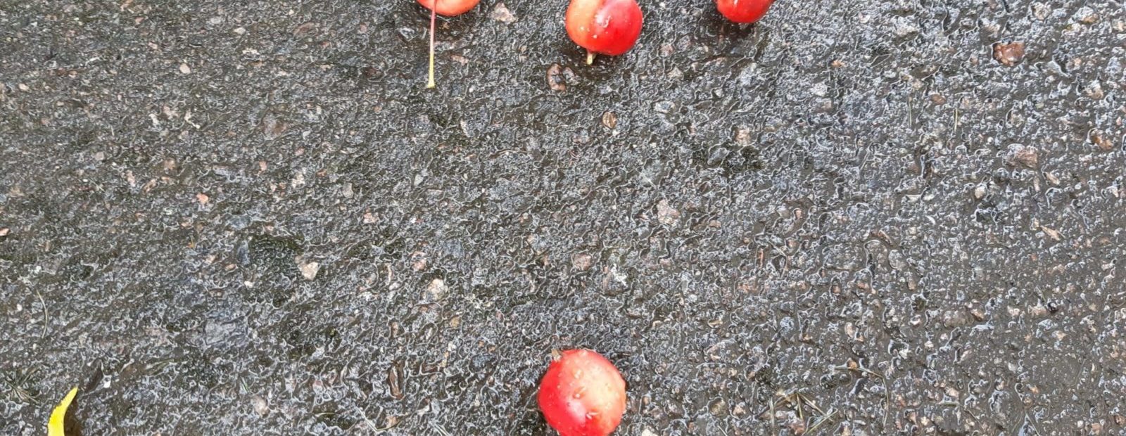 koristeomenoita maassa