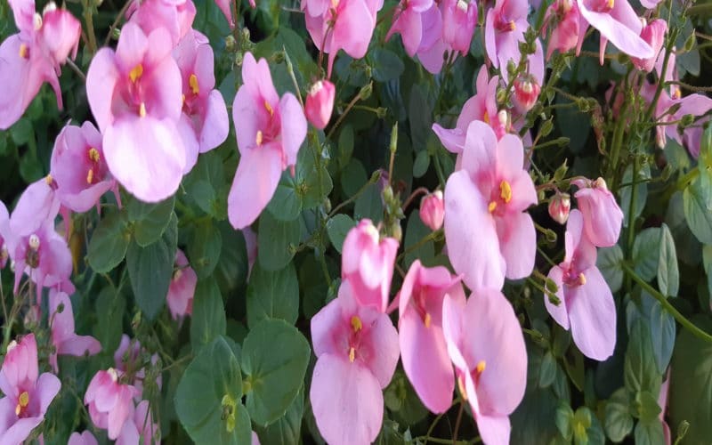 vaaleanpunaisia kukkia